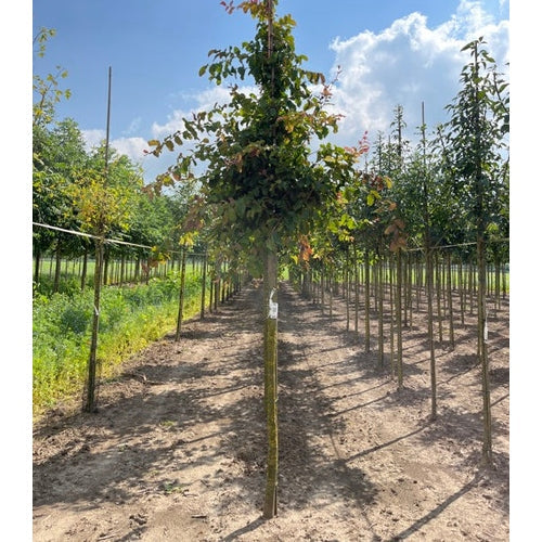 Papegojpensas - Parrotia persica - Rungon ympärys 16-18 cm, korkeus 3,5-4 metriä, HS,