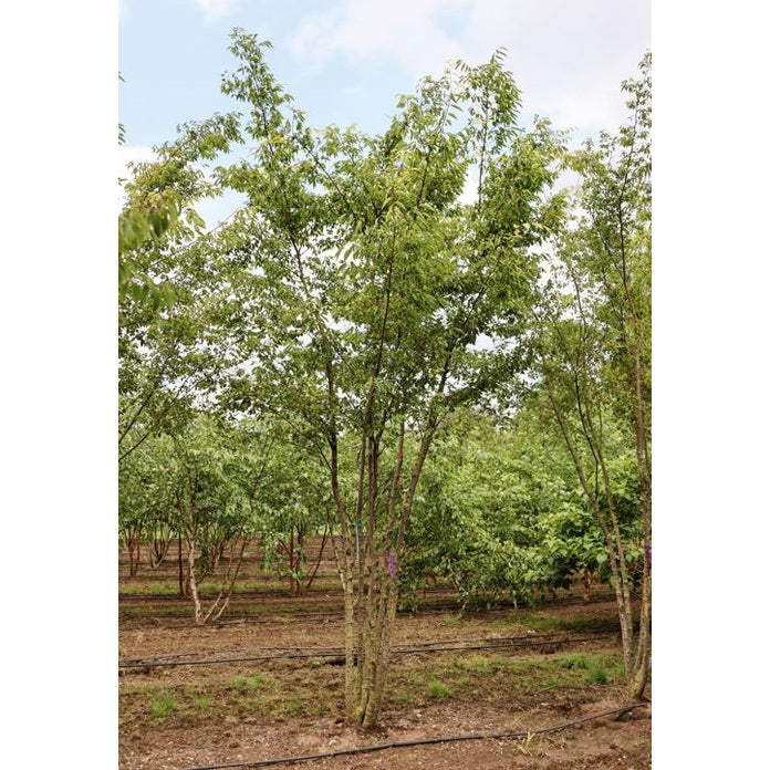 Japani zelkova - Zelkova serrata 400-450 MS