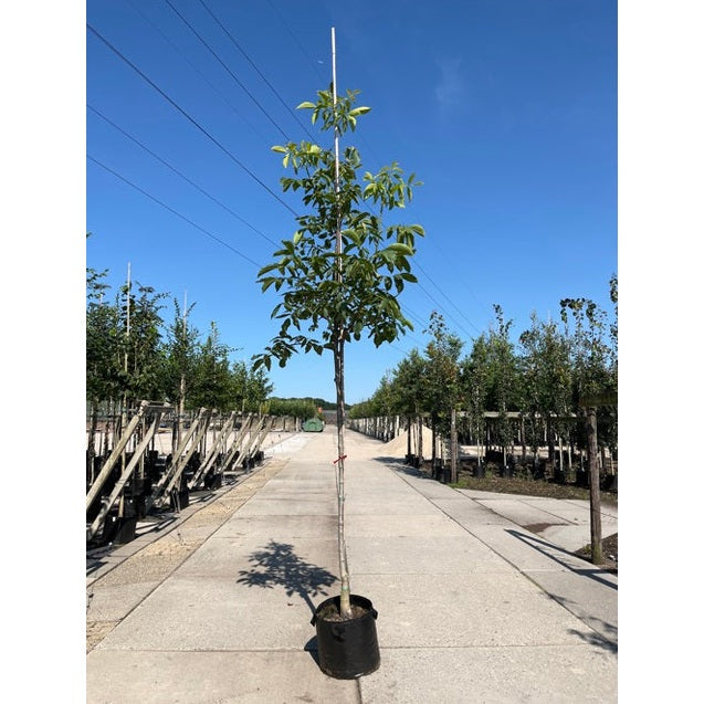 Pähkinä - Juglans regia &