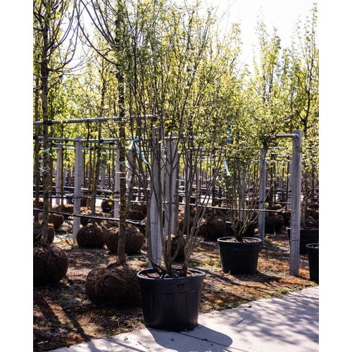 Amerikkalainen judasträd - Cercis canadensis 250-300 MS CONT