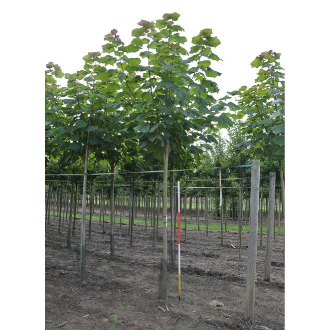 Avenbok - Carpinus betulus &