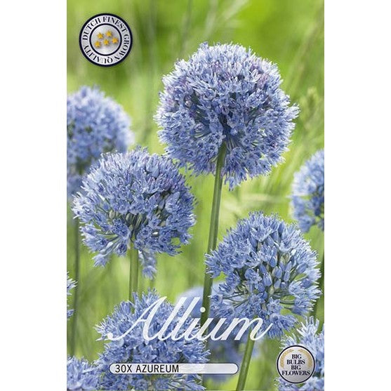 Allium Azureum 30-paketti