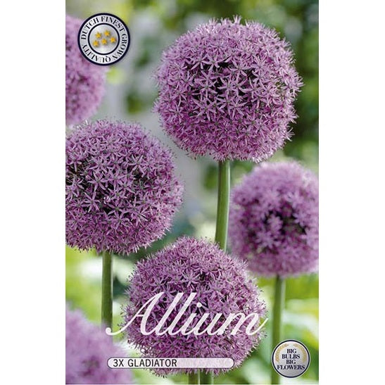 Allium Gladiator 3 pakkaus