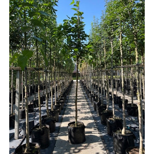 Valkoinen mulberry - Morus alba &