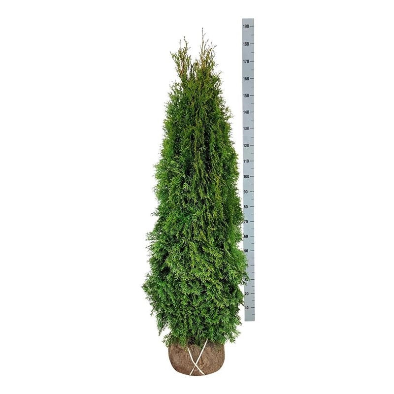 Thuja occ. &