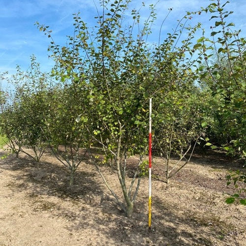 Saalix - Salix caprea 300-350 MS DRKL