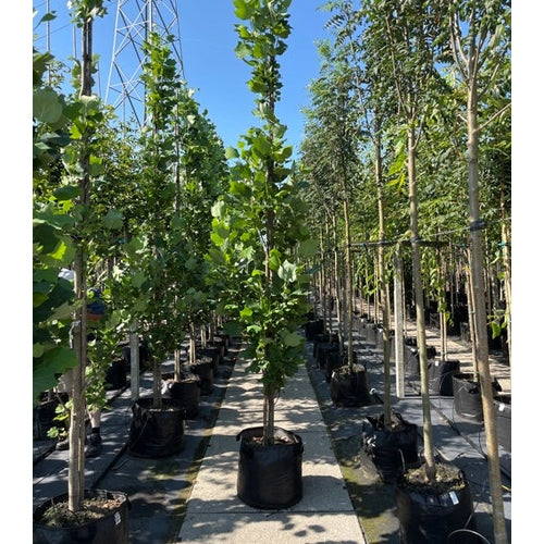 Tulppaanipuu - Liriodendron tulipifera &