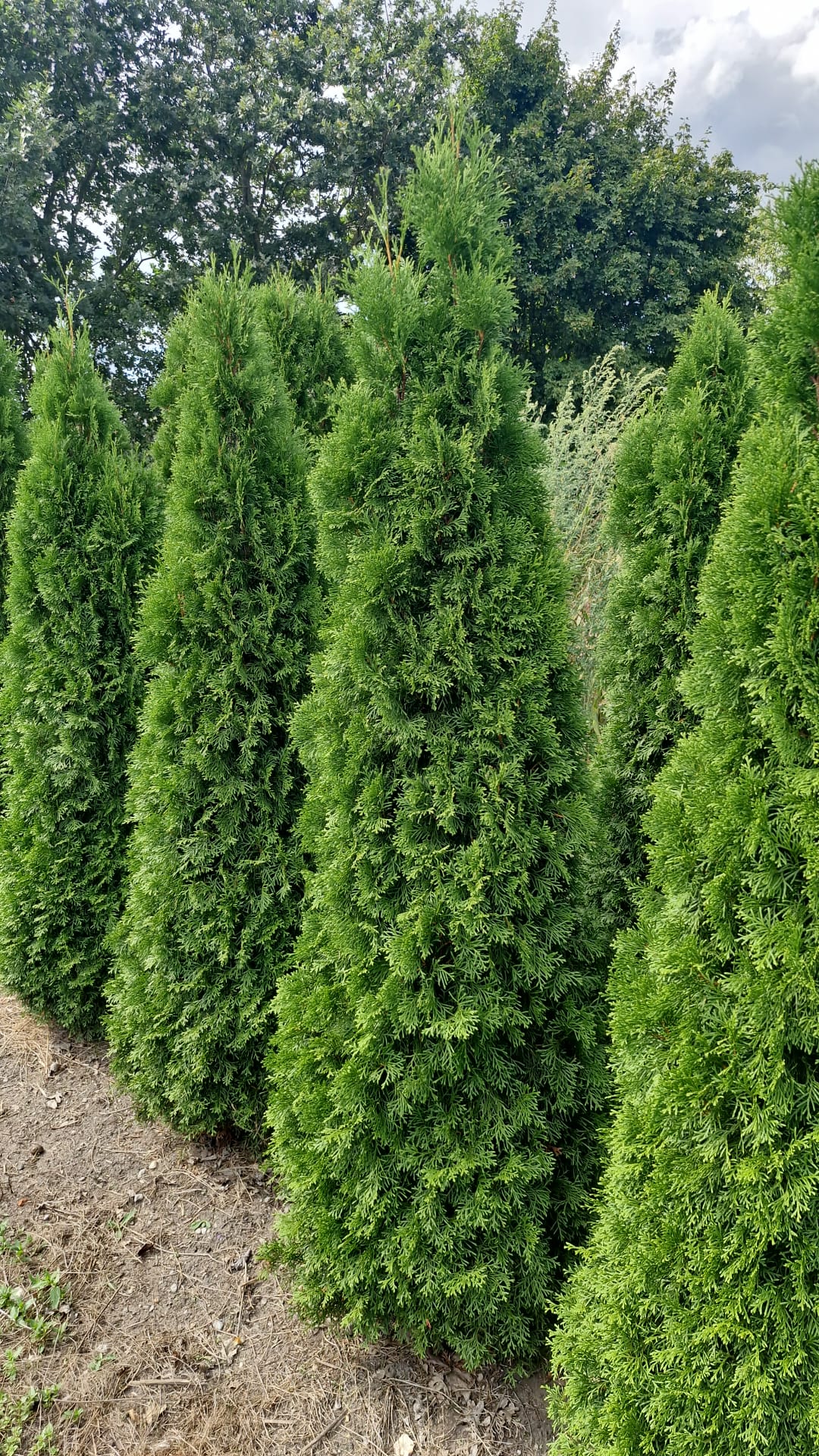 Thuja occ. &