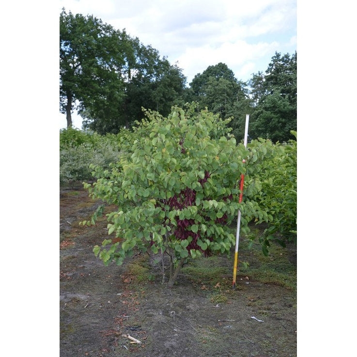 Judaspuu - Cercis siliquastrum 200-250 MS