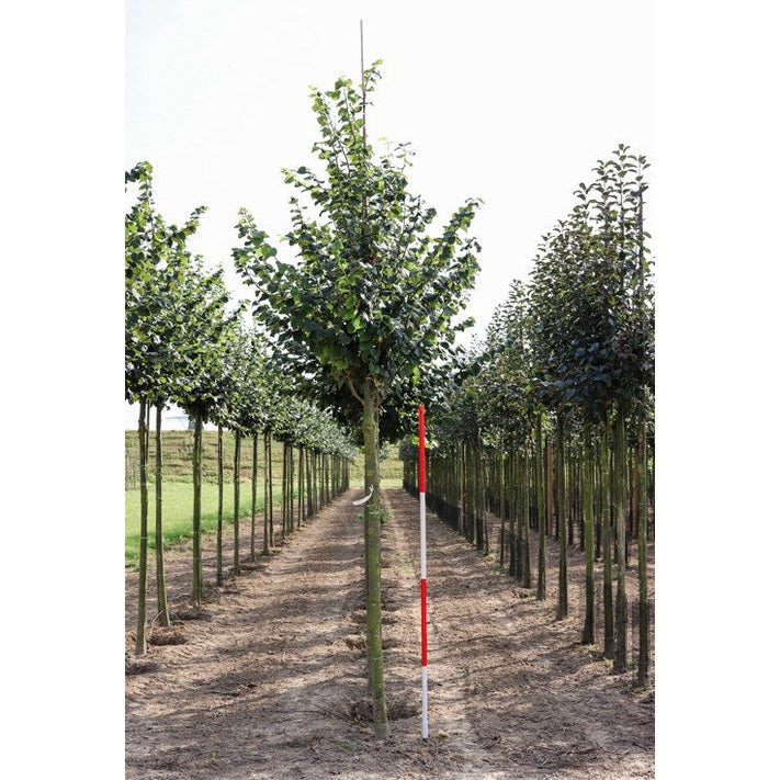 Skogslind -Tilia cordata &