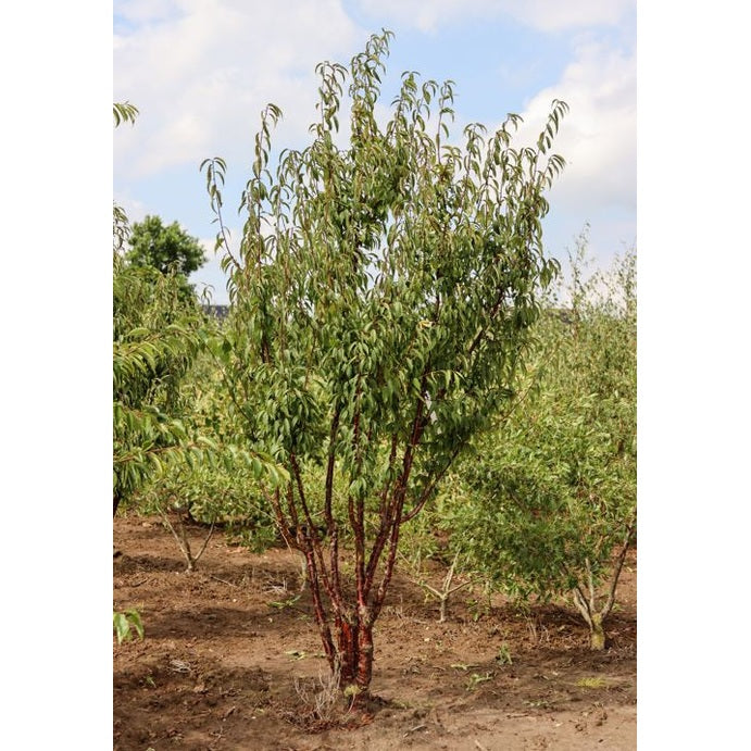 Koristekirsikka - Prunus serrula 250-300 MS