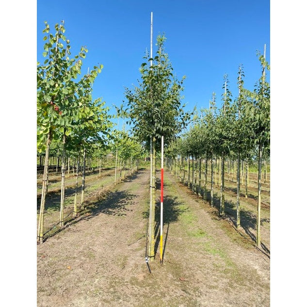 Eurooppalainen marjapuu - Celtis australis - Rungon ympärysmitta 14-16 cm, korkeus 3,5-4 metriä, HS,