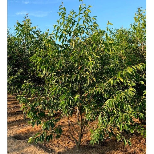 Berlineral - Alnus spaethii 350-400 MS DRKL
