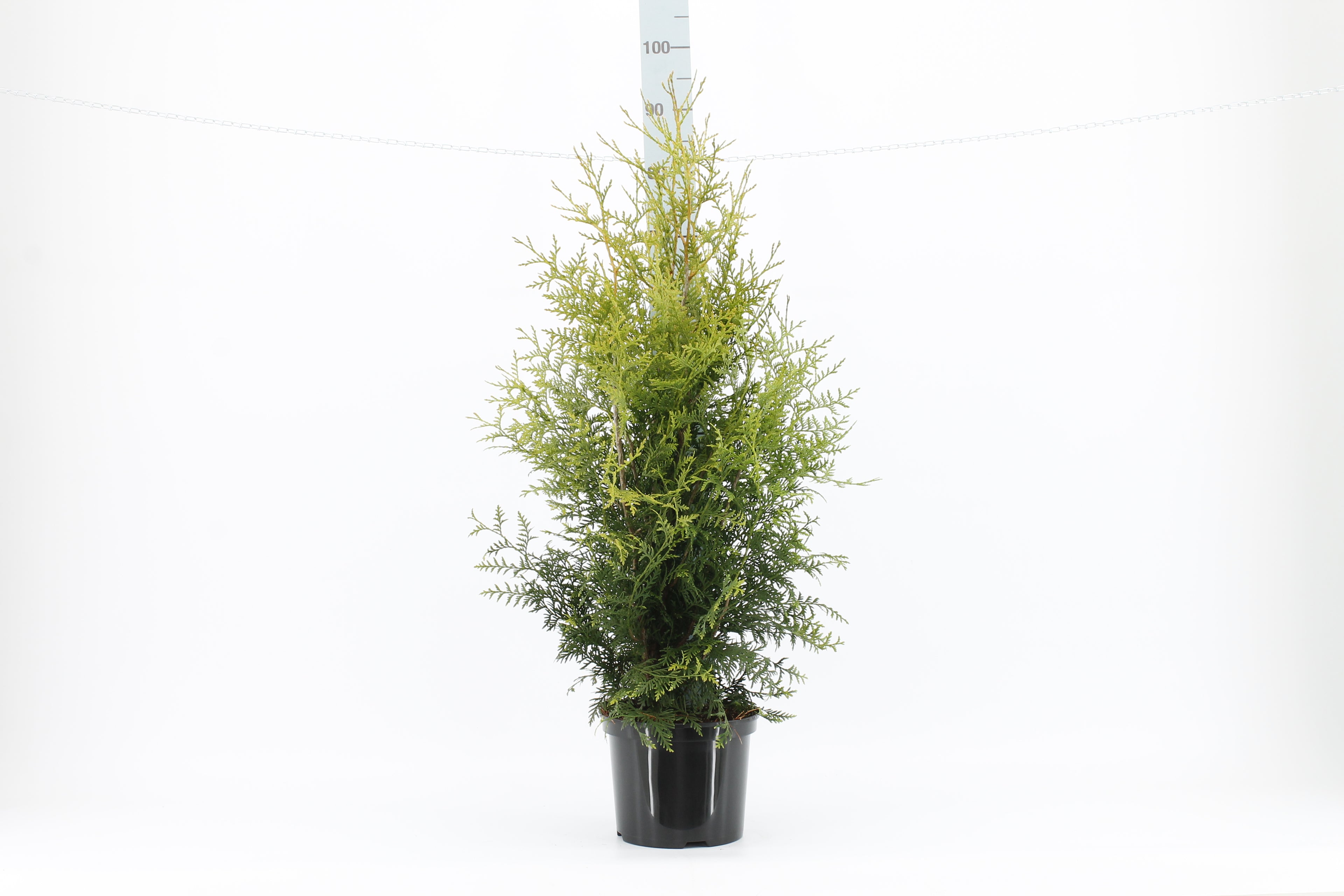 Thuja occ. &