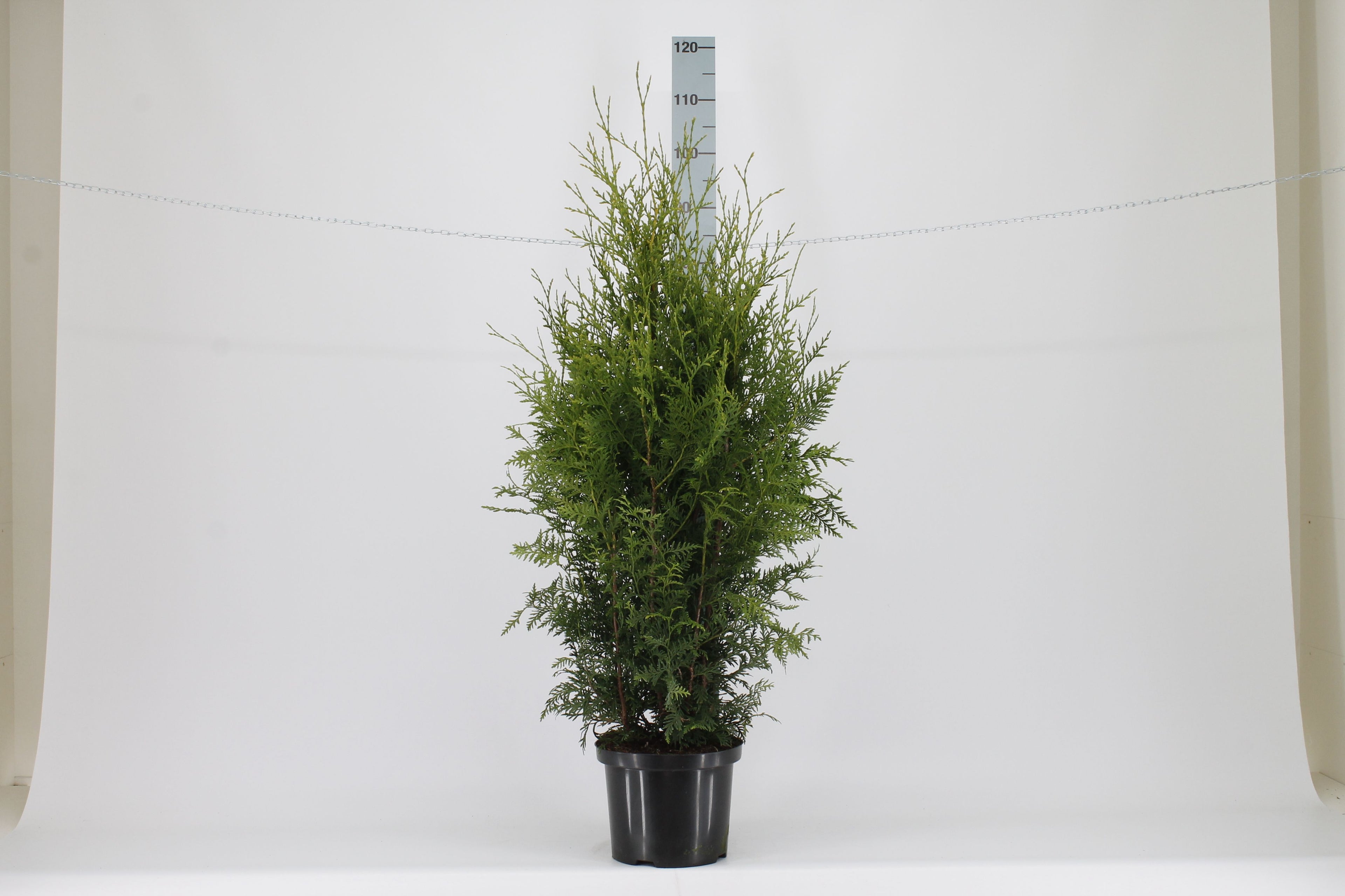 Thuja occ. &