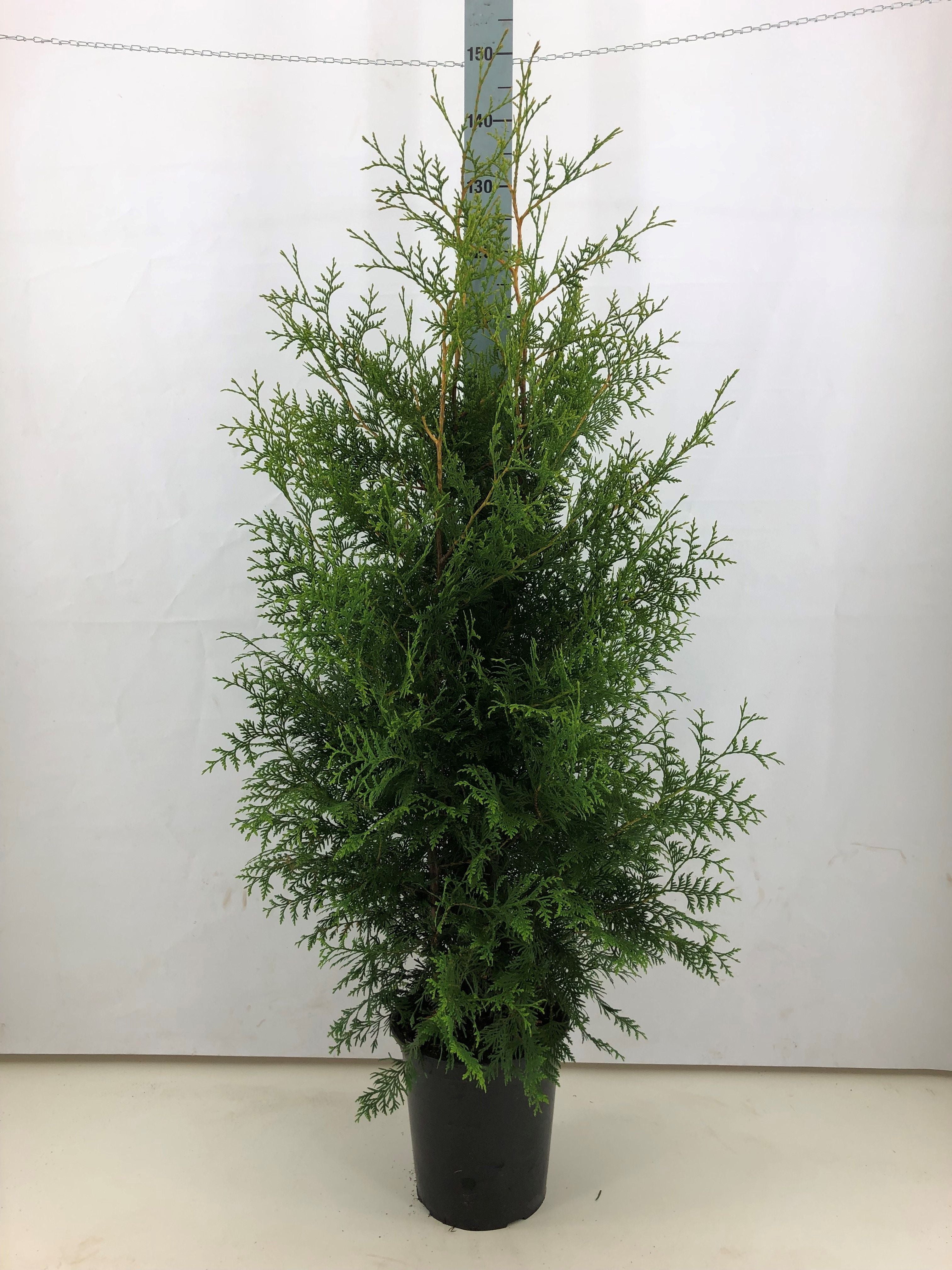 Thuja occ. &
