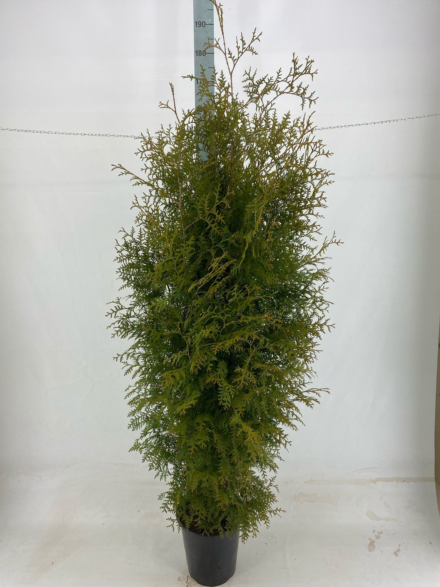 Thuja occ. &