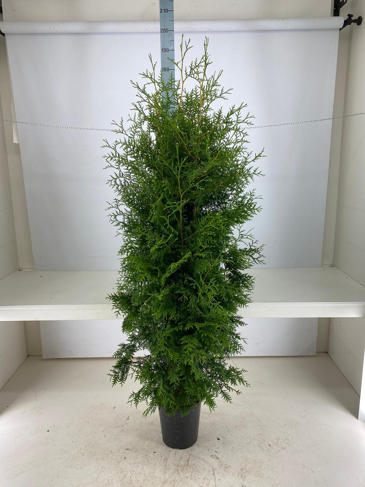 Thuja occ. &