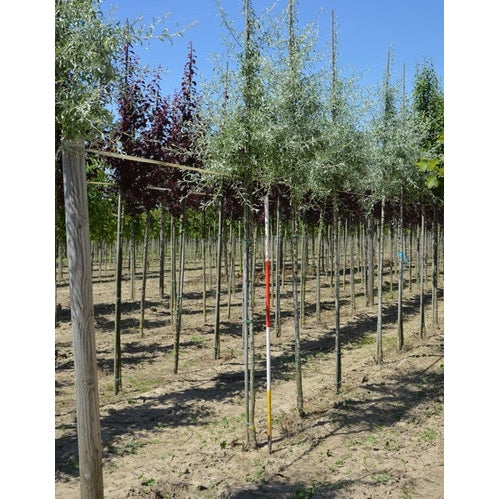 Hopeapäärynä - Pyrus salicifolia 12-14 HS, DRKL