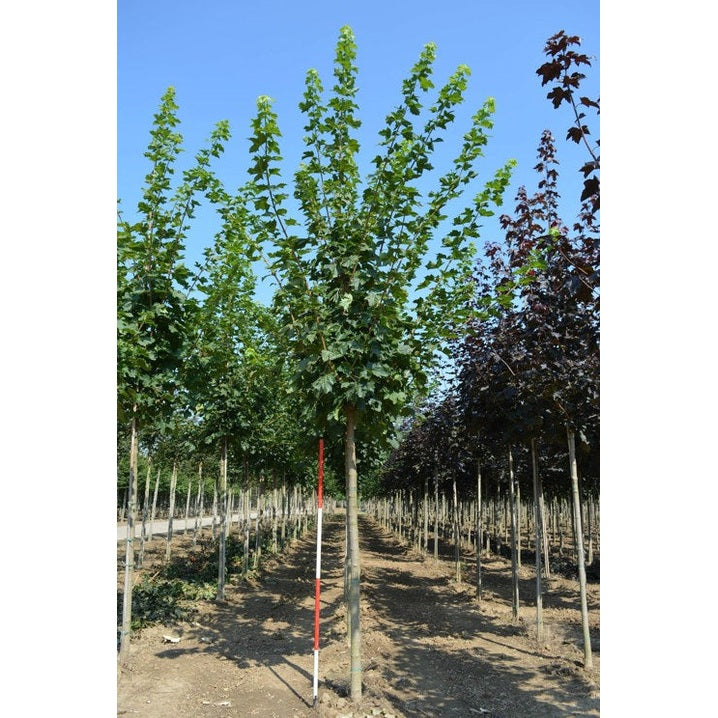 Skogivaahtera - Acer platanoides &
