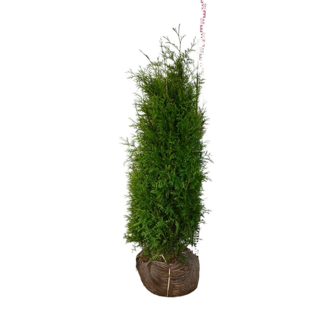 Thuja occ. &