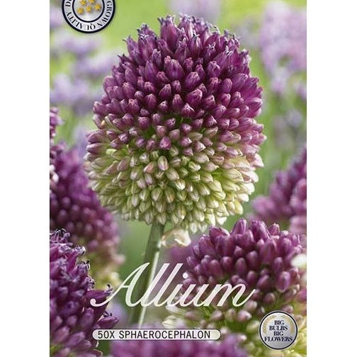 Allium Sphaerocephalon 50-paketti