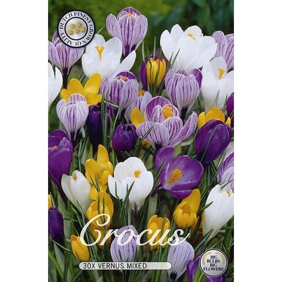 Krokus Mix 30-pakkaus