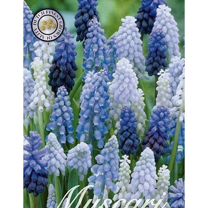 Helmililja Mix 30-pakkaus