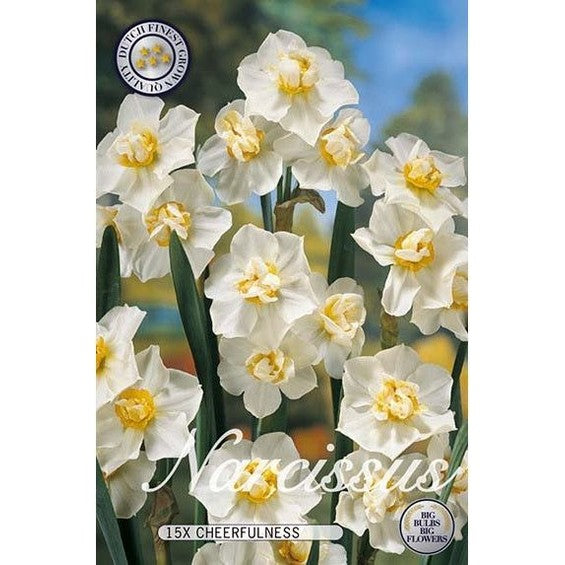 Narcissi Iloisuus 15-pakkaus