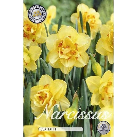 Narciss Tahiti 12-pakkaus