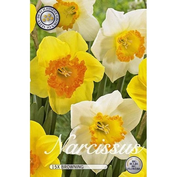 Narcissi Browning 15-pakkaus