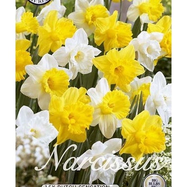 Narcissi Hollantilainen Sensaatio 15-pakkaus