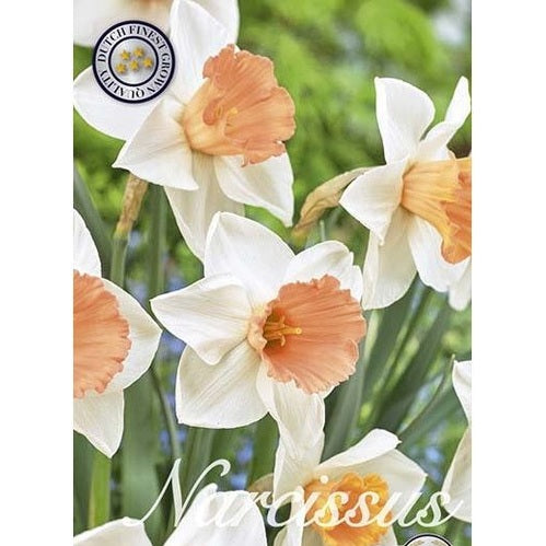Narcissi Pink Charm 12-pakkaus