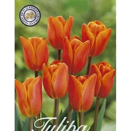 Tulppaani Orange van Eijk 20-pakkaus