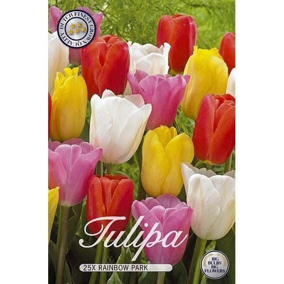 Tulppaani Rainbow Park 20-pakkaus