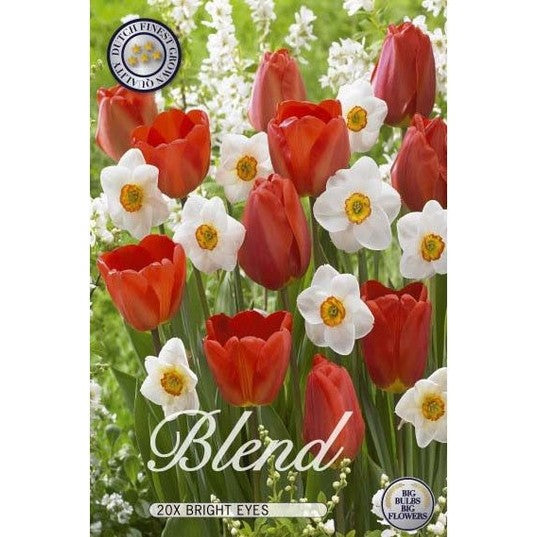 Tulppaani/Narsissi Bright Eyes 15-pakkaus