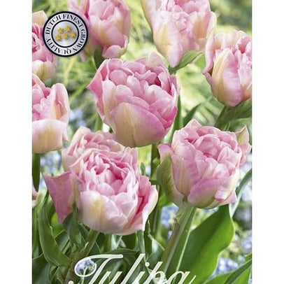 Tulppaani Angelique 12-pakkaus