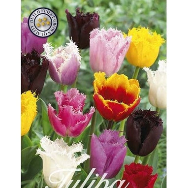 Tulppaani Franstulppaani Mix 20-pakkaus
