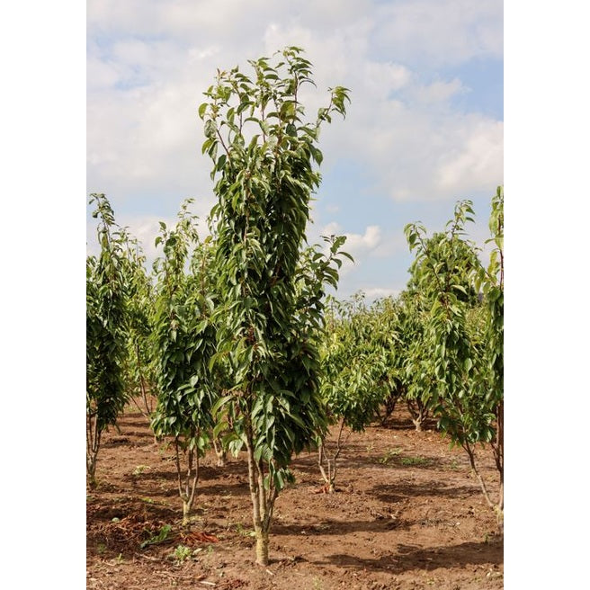 Koristekirsikka - Prunus serrulata &