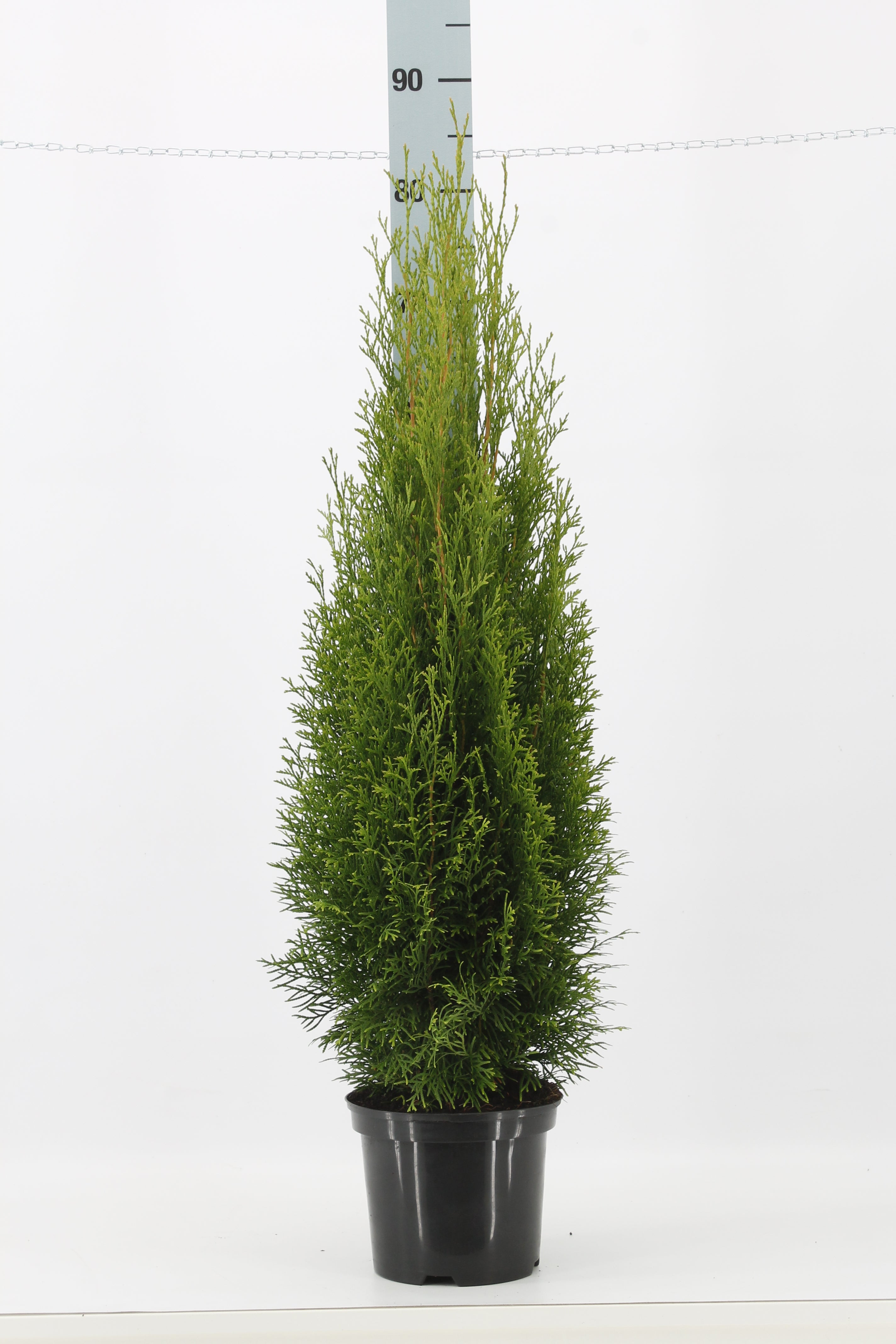 Thuja occ. &