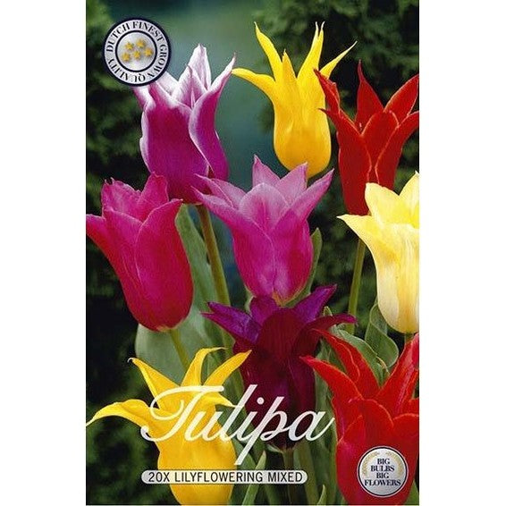 Tulppaani Liljakukkainen Sekoitus 20-pakkaus