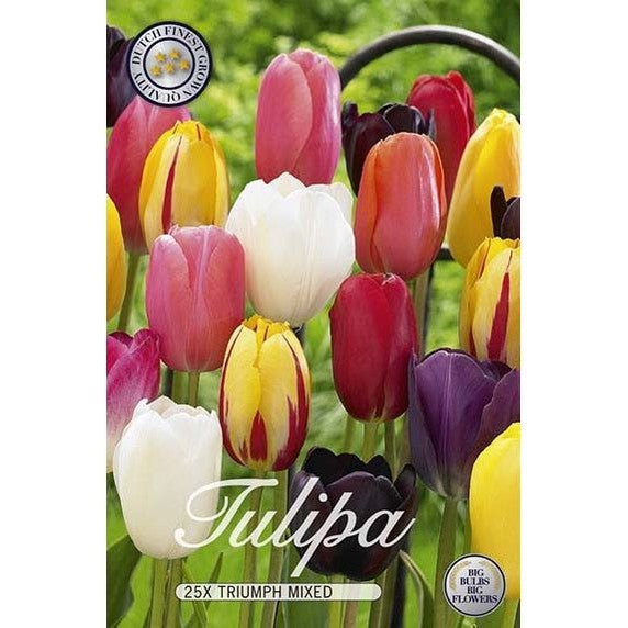 Tulppaanit Triumph Mix 20-pakkaus