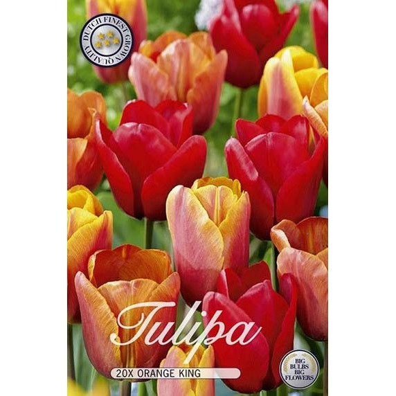 Tulppaani Orange King 20-paketti