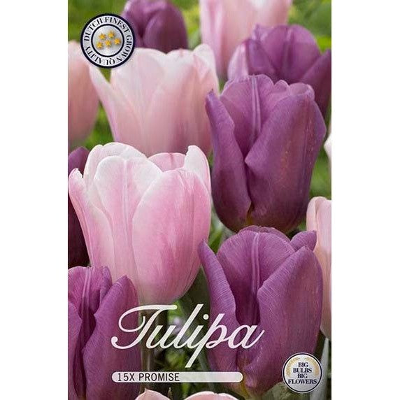 Tulppaani Promise 15-pakkaus