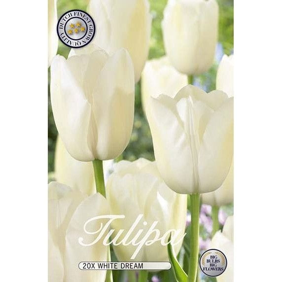 Tulppaani White Dream 20-pakkaus
