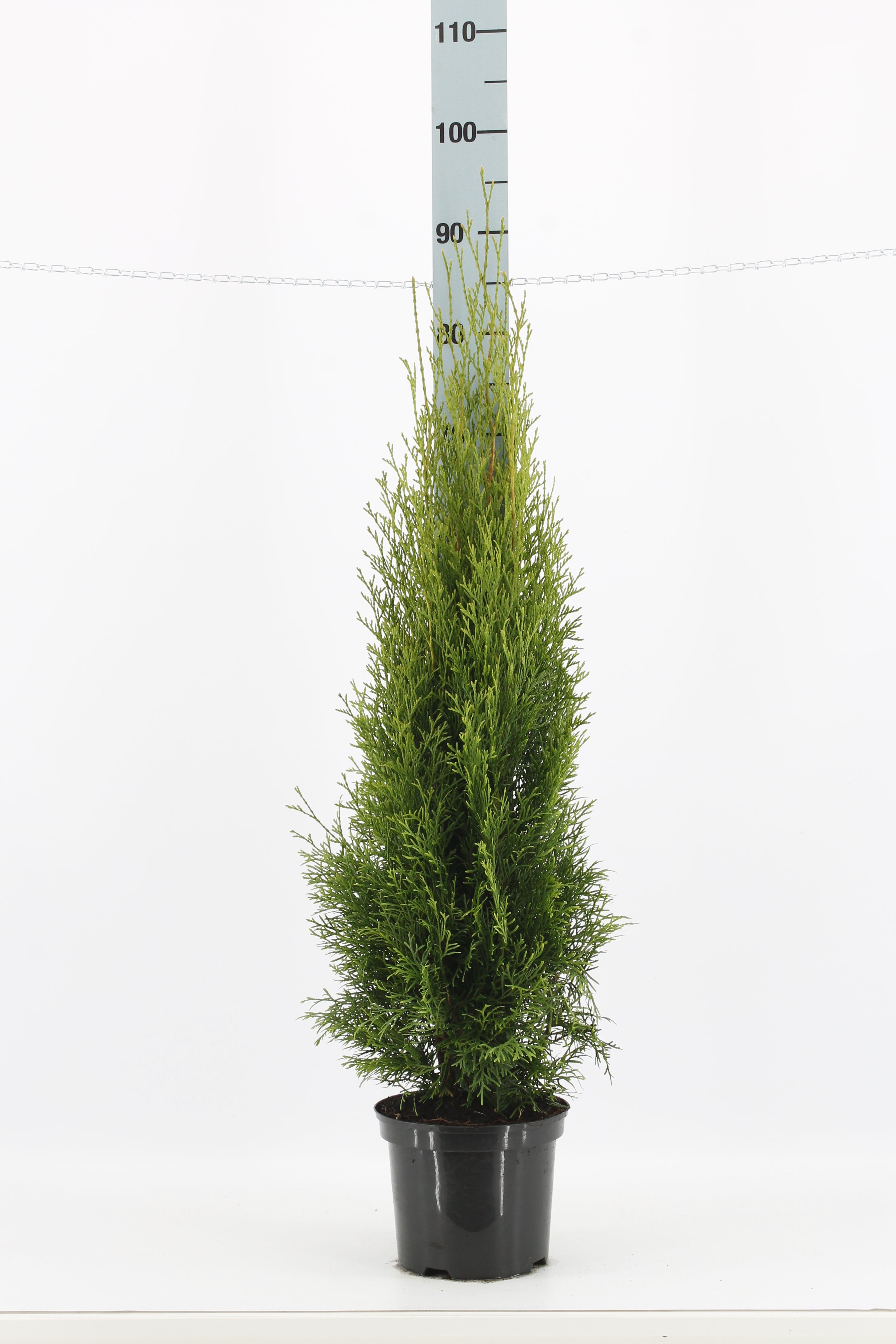 Thuja occ. &