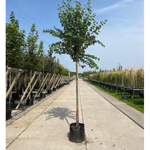 Katsura - Cercidiphyllum japonicum - Rungon ympärysmitta 14-16 cm, korkeus 3,5-4 metriä, HS, CONT