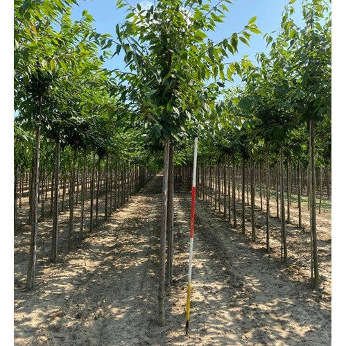 Makeat kirsikat - Prunus avium 12-14 HS,