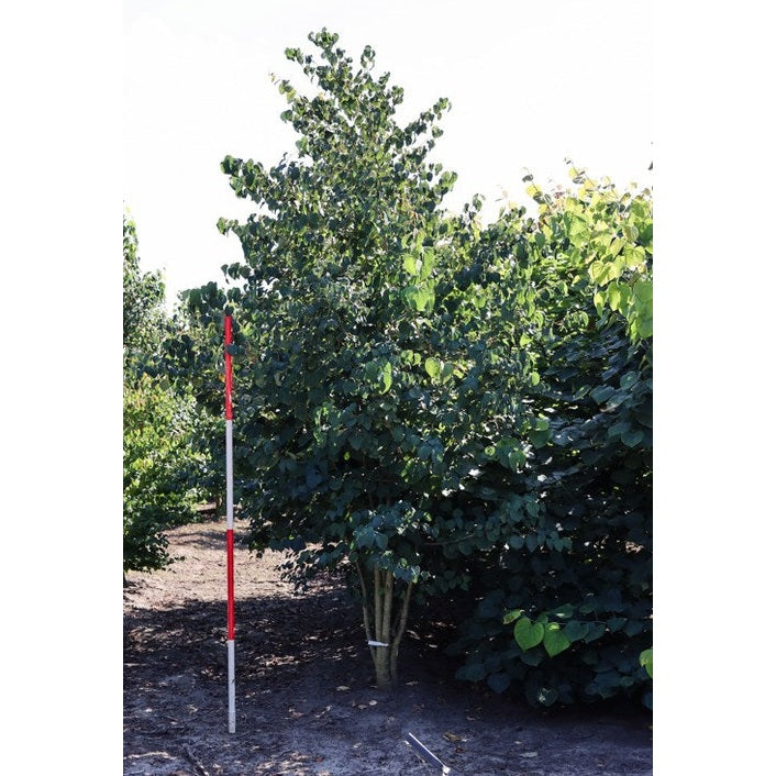 Katsura - Cercidiphyllum japonicum 300-350 MS COCO