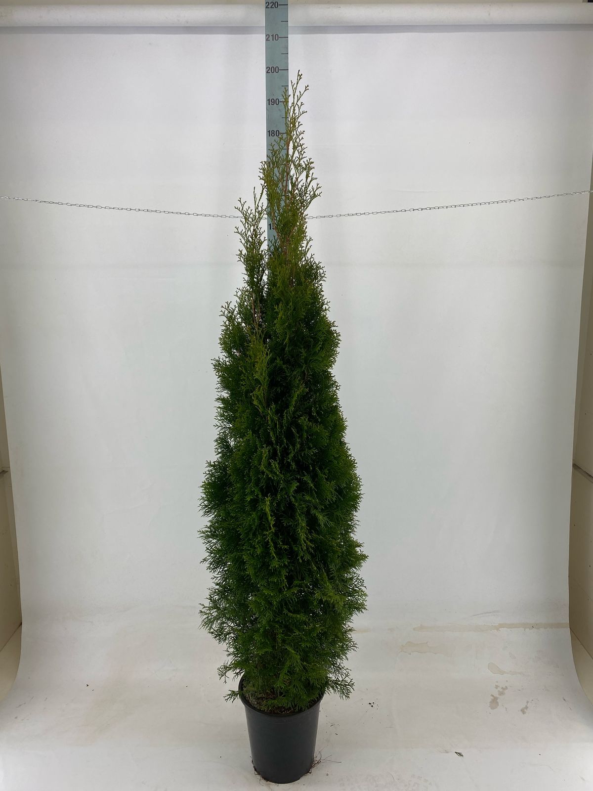 Thuja occ. &